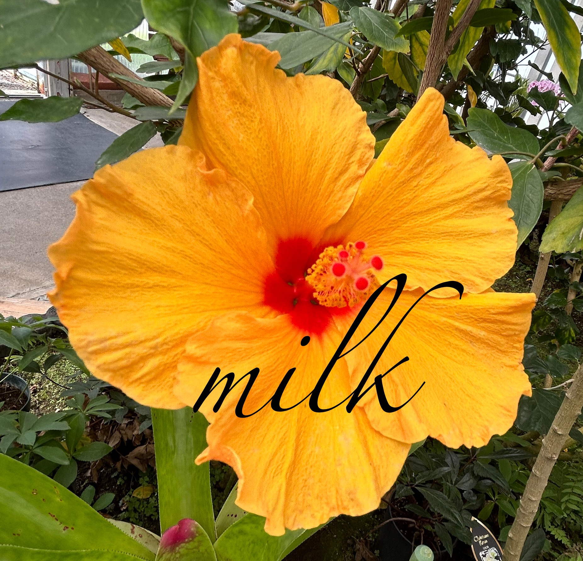 milk